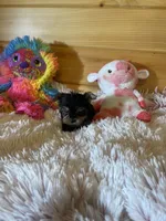 Sara, a female Yorkshire Terrier for sale in Crossville, TN – 4 of 6