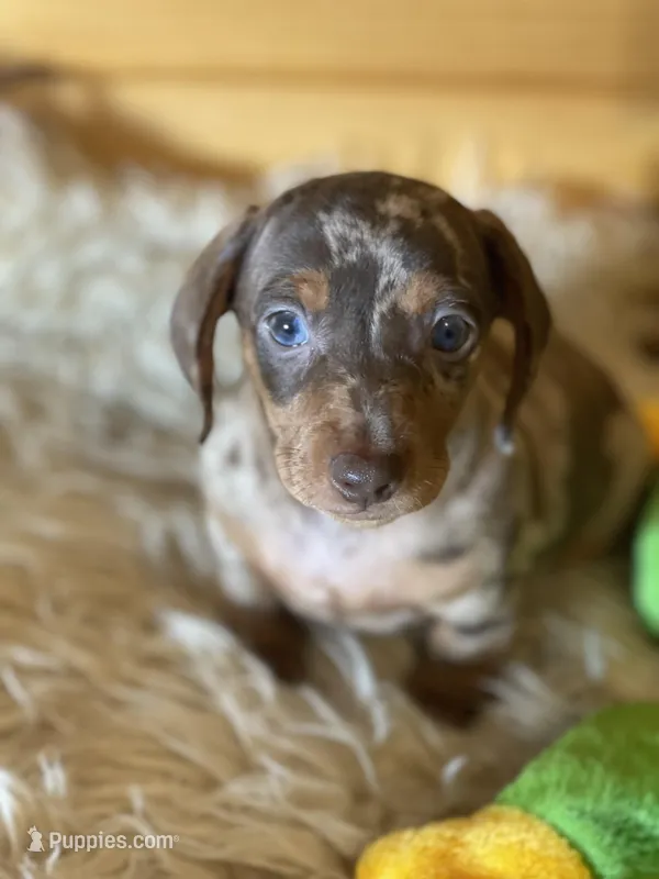 Rebel  – Miniature Dachshund puppy for sale in Crossville, TN