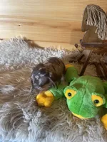 Rebel , a male Miniature Dachshund for sale in Crossville, TN – Photo 7 of 7