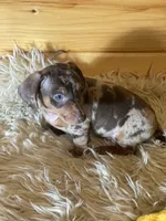 Rebel , a male Miniature Dachshund for sale in Crossville, TN – Photo 2 of 7