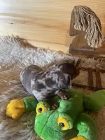 Rebel , a male Miniature Dachshund for sale in Crossville, TN – Photo 5 of 7