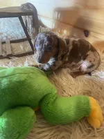 Rebel , a male Miniature Dachshund for sale in Crossville, TN – Photo 4 of 7