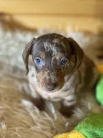 Rebel , a male Miniature Dachshund for sale in Crossville, TN – Photo 6 of 7