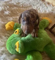 Rebel , a male Miniature Dachshund for sale in Crossville, TN – Photo 3 of 7