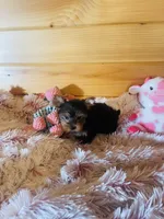 Chantilly, a female Yorkshire Terrier for sale in Crossville, TN – 6 of 6
