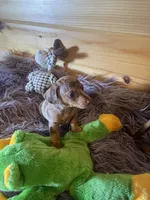 Devon, a male Miniature Dachshund for sale in Crossville, TN – 3 of 7
