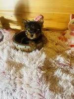 Holly, a female Yorkshire Terrier for sale in Crossville, TN – 8 of 8
