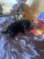 Star, a female Yorkipoo and Yorkshire Terrier for sale in Crossville, TN – 3 of 6
