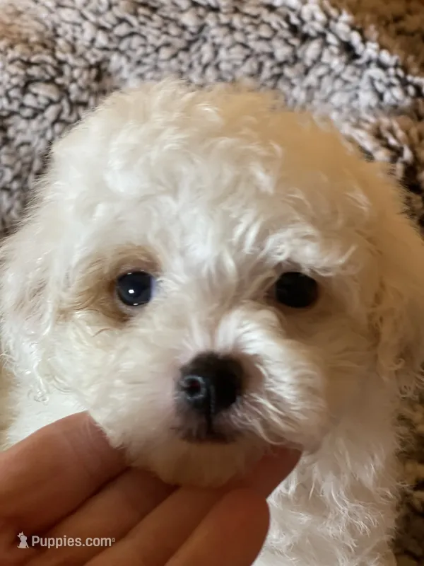 Patches – Maltipoo puppy for sale in Crossville, TN
