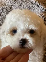 Patches, a male Maltipoo for sale in Crossville, TN – 1 of 6