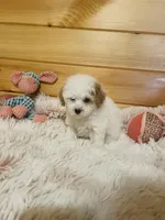 Rachel, a female Maltipoo for sale in Crossville, TN – 5 of 6