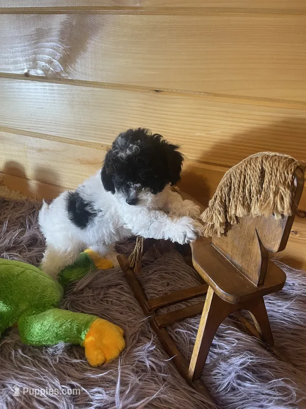 Sid – Yorkipoo, Yorkshire Terrier puppy for sale in Crossville, TN
