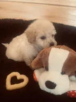 Cream Boy, a male Maltipoo for sale in Crossville, TN – Photo 2 of 4