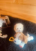 Cream Boy, a male Maltipoo for sale in Crossville, TN – Photo 3 of 4