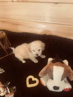 Cream Boy, a male Maltipoo for sale in Crossville, TN – Photo 4 of 4