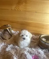 Penelope, a female Morkie for sale in Crossville, TN – Photo 3 of 6