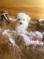 Penelope, a female Morkie for sale in Crossville, TN – Photo 5 of 6