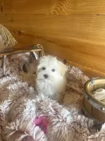 Penelope, a female Morkie for sale in Crossville, TN – Photo 6 of 6