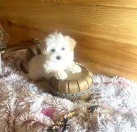 Penelope, a female Morkie for sale in Crossville, TN – Photo 2 of 6