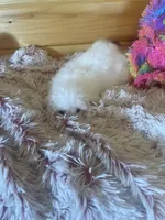 Molly, a female Maltipoo for sale in Crossville, TN – 6 of 7