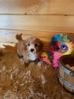 Ranger, a male Maltipoo for sale in Crossville, TN – 6 of 6