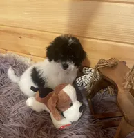 Kyle, a male Yorkipoo and Yorkshire Terrier for sale in Crossville, TN – 4 of 6