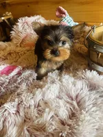 Missy, a female Yorkshire Terrier for sale in Crossville, TN – Photo 4 of 6