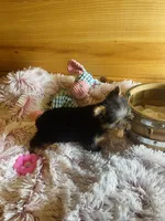 Missy, a female Yorkshire Terrier for sale in Crossville, TN – Photo 3 of 6