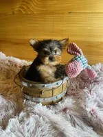 Missy, a female Yorkshire Terrier for sale in Crossville, TN – Photo 2 of 6
