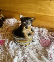 Missy, a female Yorkshire Terrier for sale in Crossville, TN – Photo 6 of 6