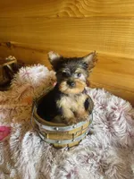 Missy, a female Yorkshire Terrier for sale in Crossville, TN – Photo 5 of 6