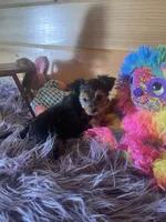 Duchess , a female Morkie for sale in Crossville, TN – 5 of 7