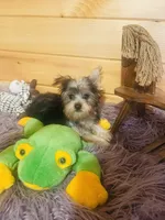 Spike, a male Yorkshire Terrier for sale in Crossville, TN – 5 of 6