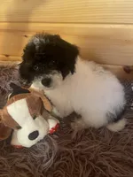 Kyle, a male Yorkipoo and Yorkshire Terrier for sale in Crossville, TN – 6 of 6