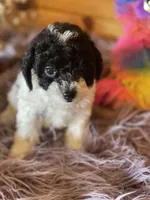 Sid, a male Yorkipoo and Yorkshire Terrier for sale in Crossville, TN – 2 of 6