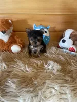 Jess, a male Yorkshire Terrier for sale in Crossville, TN – 5 of 6