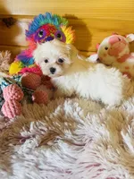 Marla, a female Maltese for sale in Crossville, TN – 3 of 6