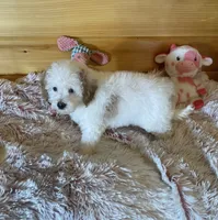 Queen , a female Maltipoo for sale in Crossville, TN – 5 of 6