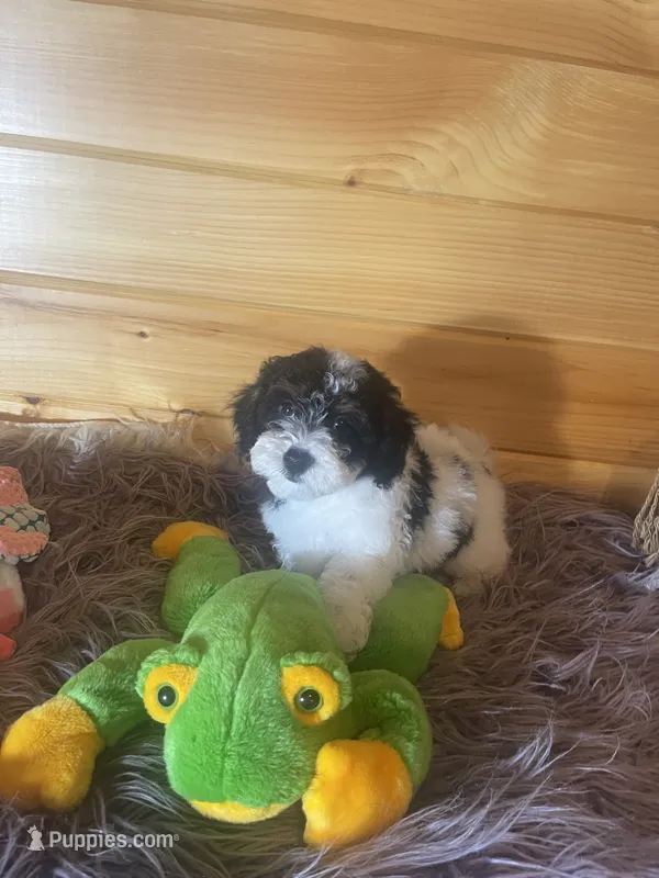 Gator , a male Yorkipoo and Yorkshire Terrier for sale in Crossville, TN – 1 of 6