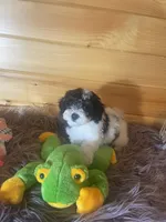 Gator , a male Yorkipoo and Yorkshire Terrier for sale in Crossville, TN – 1 of 6