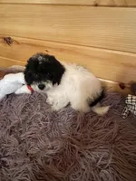 Kyle, a male Yorkipoo and Yorkshire Terrier for sale in Crossville, TN – 3 of 6