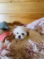 Misty, a female Maltipoo for sale in Crossville, TN – 7 of 7