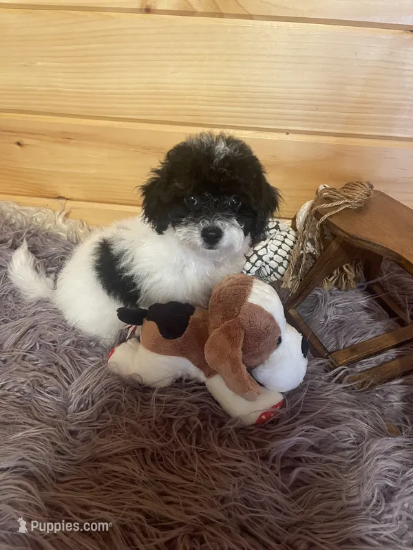 Kyle – Yorkipoo, Yorkshire Terrier puppy for sale in Crossville, TN