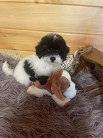 Kyle, a male Yorkipoo and Yorkshire Terrier for sale in Crossville, TN – 1 of 6