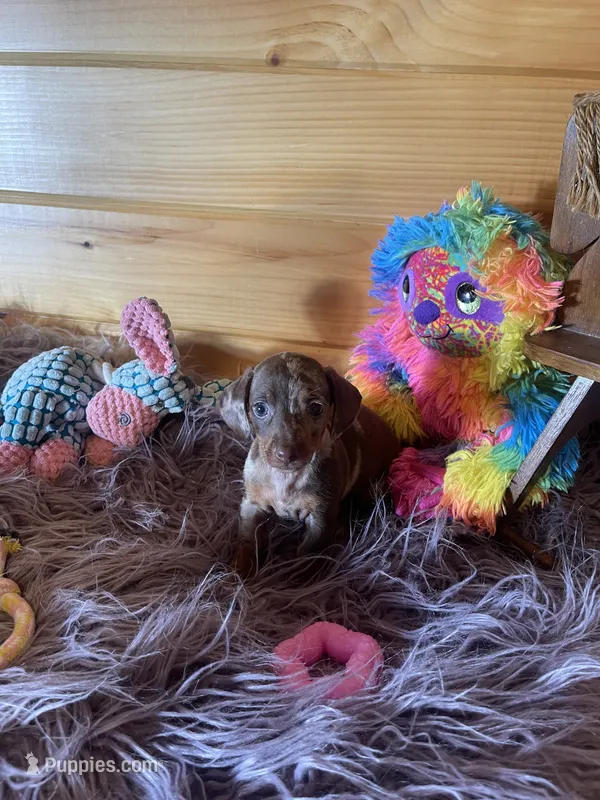Delilah – Miniature Dachshund puppy for sale in Crossville, TN