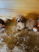 Rowdy, a male Poodle - Toy  for sale in Crossville, TN – 3 of 5