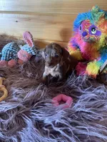 Delilah, a female Miniature Dachshund for sale in Crossville, TN – 2 of 7