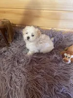 Buster, a male Maltese and Mal Shi for sale in Crossville, TN – 4 of 6