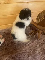 Kyle, a male Yorkipoo and Yorkshire Terrier for sale in Crossville, TN – 5 of 6