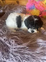 Sid, a male Yorkipoo and Yorkshire Terrier for sale in Crossville, TN – 6 of 6